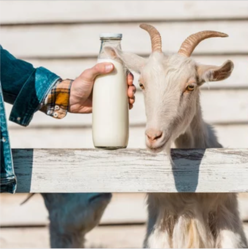 Goat Milk and its Health Benefits