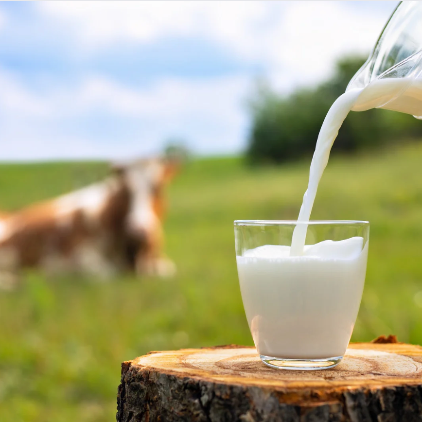 Why Do Infants Require Baby Formula Instead of Cow's Milk?
